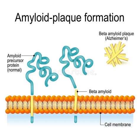 amyloid-beta|Amyloid Beta Peptide .